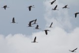 Kraanvogel - Crane - Grus grus