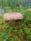 Gelaarsde gordijnzwam - Cortinarius torvus