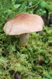 Gelaarsde gordijnzwam - Cortinarius torvus