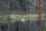 Wilde zwaan - Whooper swan - Cygnus cygnus