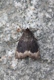 Grote piramidevlinder - Amphipyra perflua
