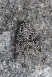 Xestia speciosa