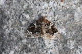 Wortelhoutspanner - Phoenix - Eulithis prunata