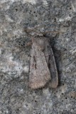Hoogveenaarduil - Rosy marsh moth - Coenophila subrosea