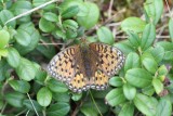 Grote parelmoervlinder - Dark green fritillary - Argynnis aglaja
