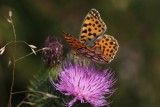 Issoria lathonia -  kleine parelmoervlinder