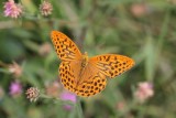 Argynnis paphia - Keizersmantel