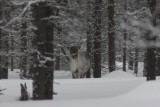 Rendier  - Reindeer - Rangifer tarandus