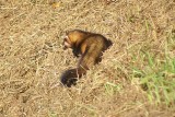 Bunzing - European polecat  - Mustela putorius