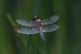 Viervlek - Four-spotted Chaser - Libellula quadrimaculata