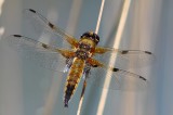 Viervlek - Four-spotted Chaser - Libellula quadrimaculata