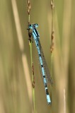 Watersnuffel - Common blue damselfly  - Enallagma cyathigerum