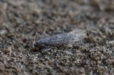 Elachista canapennella - Zilveren grasmineermot