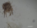 ♀ Cnephasia stephensiana -  Zomerspikkelbladroller