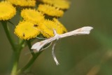 Gillmeria ochrodactyla  - zandvedermot