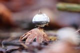 paddestoelen - Mushroom