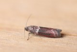 Cryptoblabes bistriga  - Boslichtmot