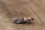 Acrobasis repandana - Oranje eikenlichtmot