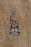 Acrobasis repandana - Oranje eikenlichtmot