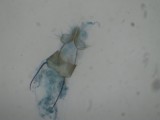 Ephestia unicolorella - Sobere restjesmot