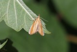 Agriphila tristella - variabele grasmot