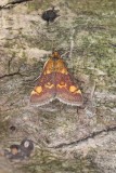 Pyrausta aurata - Muntvlinder