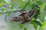 Saturnia pyri - Grote nachtpauwoog