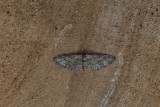 Eupithecia inturbata - Esdoorndwergspanner