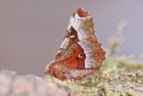 Selenia tetralunaria - Halvemaanvlinder