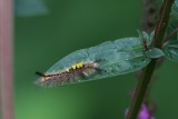 Orgyia antiqua - Witvlakvlinder