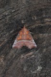 Scoliopteryx libatrix - Roesje