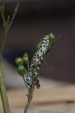 Cucullia  scrophulariae - Helmkruidvlinder