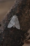 Acronicta_aceris_Bont_schaapje_.JPG