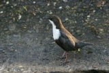 Zwartbuikwaterspreeuw-White-throated dipper cinclus - cinclus cinclus cinclus 