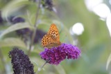 Keizersmantel - Silver-washed fritillary - Argynnis paphia