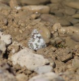 Dambordje - Marbled white - Melanargia galathea
