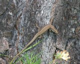 Muurhagedis - Common wall lizard - Podarcis muralis