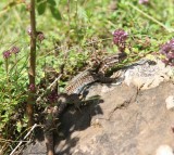 Muurhagedis - Common wall lizard - Podarcis muralis