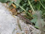 Muurhagedis - Common wall lizard - Podarcis muralis