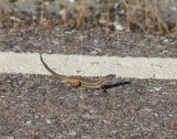 Muurhagedis - Common wall lizard - Podarcis muralis