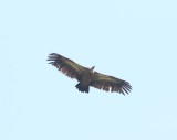 Vale gier - Griffon vulture - Gyps fulvus