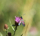 Sintjansvlinder - Six-spot burnet - Zygaena filipendulae