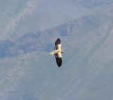 Aasgier - Egyptian vulture - Neophron percnopterus