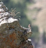 Kneu - Common linnet - Linaria cannabina