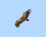 Vale gier - Griffon vulture - Gyps fulvus