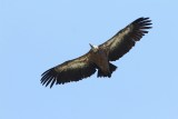Vale gier - Griffon vulture - Gyps fulvus