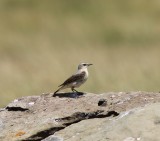 Tapuit - Northern wheatear - Oenanthe oenanthe
