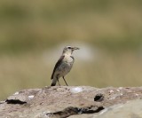 Tapuit - Northern wheatear - Oenanthe oenanthe