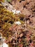 Wit vetkruid - White stonecrop - Sedum album