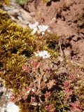 Wit vetkruid - White stonecrop - Sedum album 